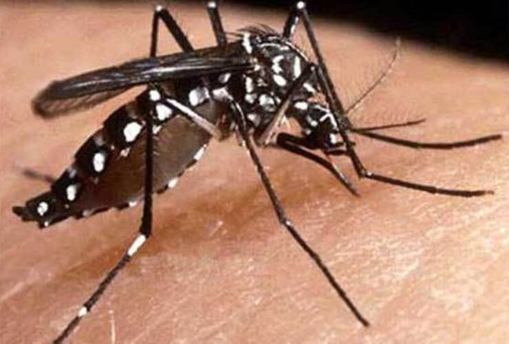 Imagen de Confirmaron un caso de dengue