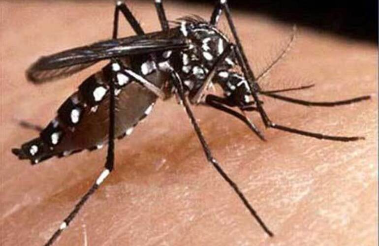 Imagen de Confirmaron un caso de dengue