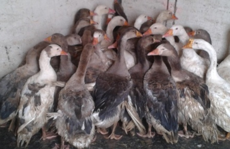 Los 40 gansos que iban en el cami&oacute;n. (Prensa Gobernaci&oacute;n)