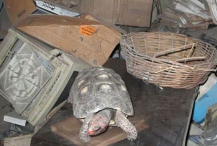 Imagen de Se les escapó la tortuga y la hallaron 30 años después