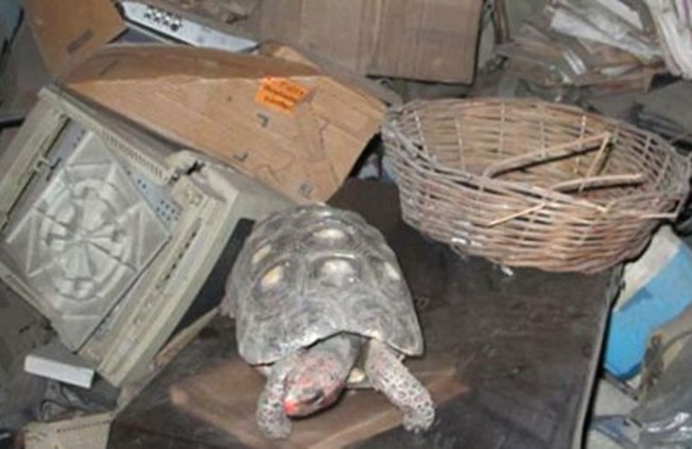 Imagen de Se les escapó la tortuga y la hallaron 30 años después