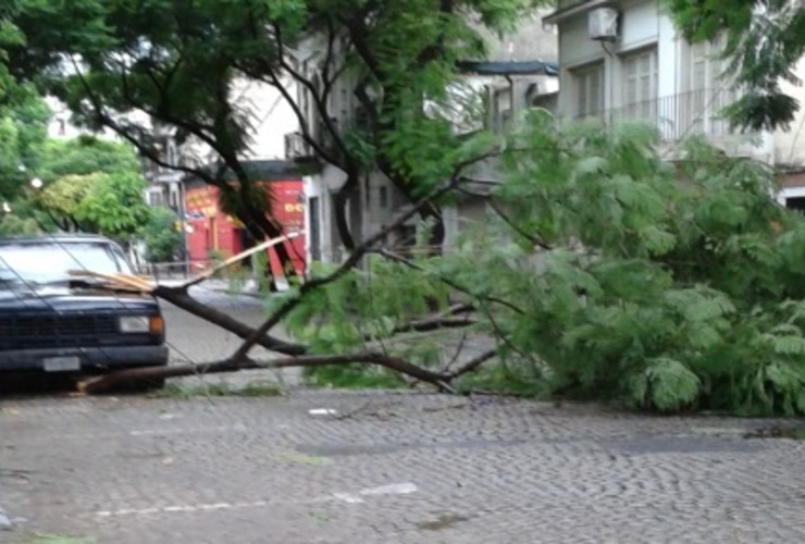 Imagen de El viento de anoche tiró árboles y ramas