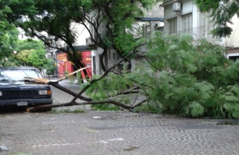 Imagen de El viento de anoche tiró árboles y ramas