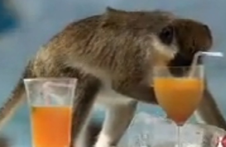 Los animales exhibieron tambi&eacute;n gran destreza para robar vasos. (imagen video)