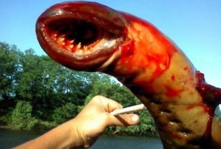 Imagen de Horrible pez podría ser un alien marino