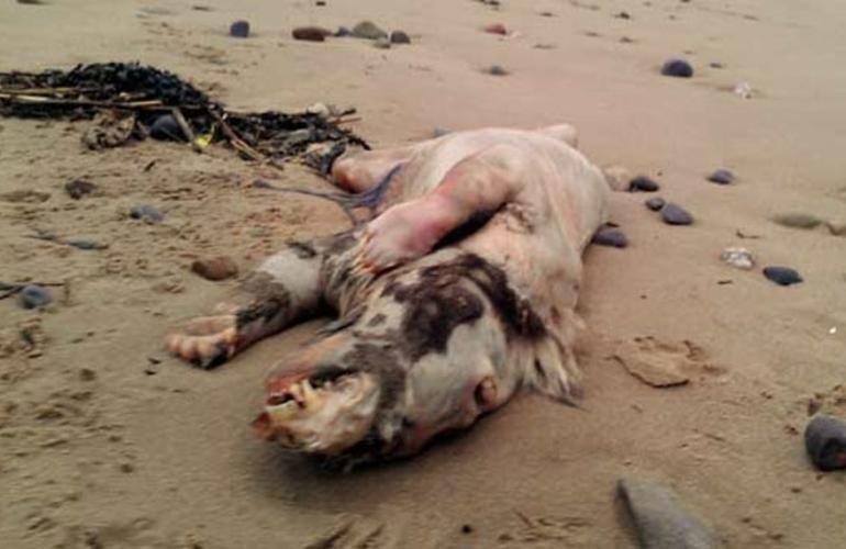 La especie de "chancho" que apareci&oacute; en Reino Unido