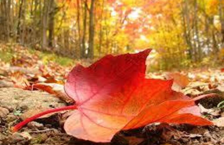 Imagen de El oto&ntilde;o dice presente este domingo