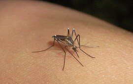 Imagen de Primer caso de dengue autóctono en Rosario