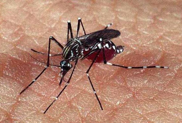 Imagen de Confirmado: otro caso de dengue en Rosario