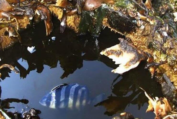 Imagen de Un bote que arrastró el tsunami de Japón llegó a EEUU con peces vivos