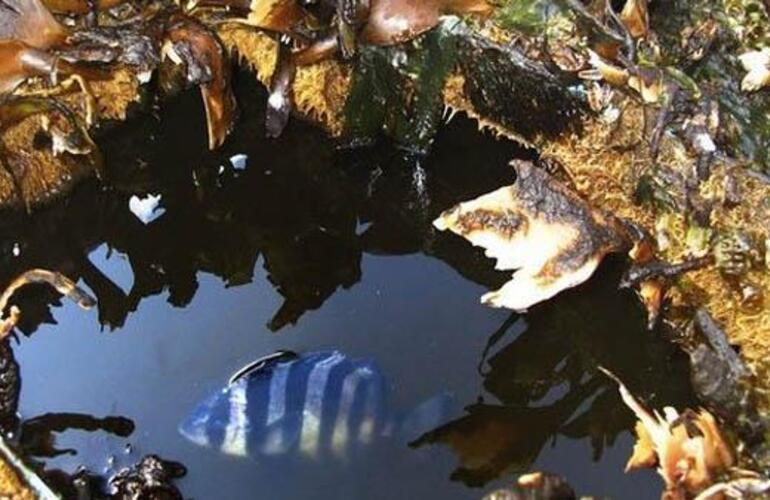 Imagen de Un bote que arrastró el tsunami de Japón llegó a EEUU con peces vivos