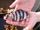 Imagen de Un bote que arrastró el tsunami de Japón llegó a EEUU con peces vivos