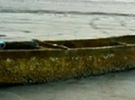 Imagen de Un bote que arrastró el tsunami de Japón llegó a EEUU con peces vivos