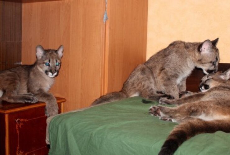 Imagen de Mujer vive con tres pumas en un departamento