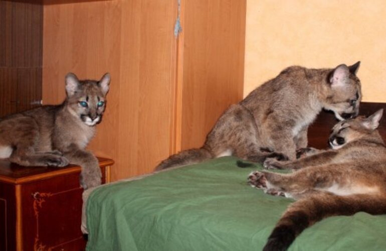 Imagen de Mujer vive con tres pumas en un departamento