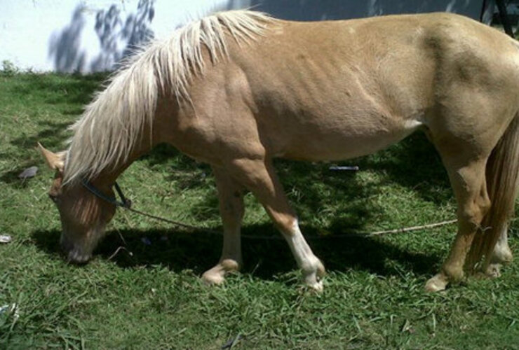 Imagen de Se robaron los equinos de la Escuela Especial