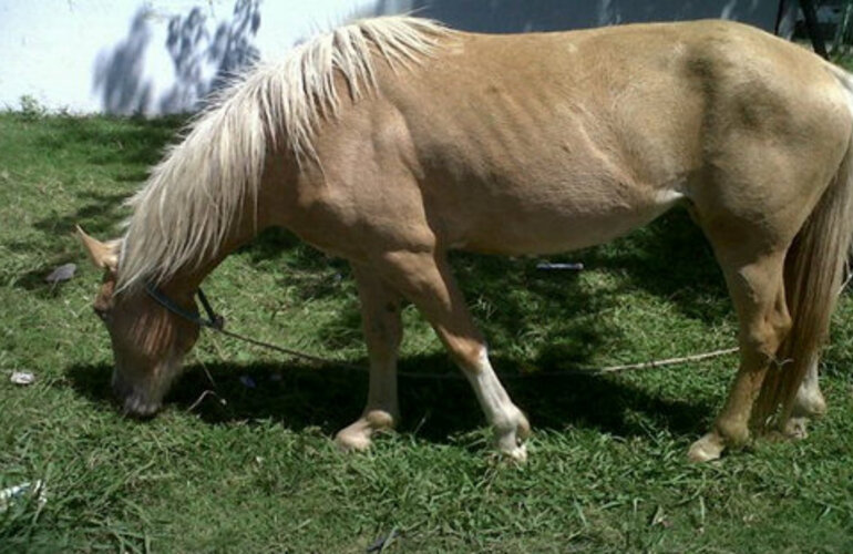 Imagen de Se robaron los equinos de la Escuela Especial