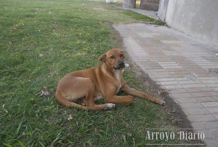 Imagen de Pedido especial: cachorrito busca un nuevo hogar