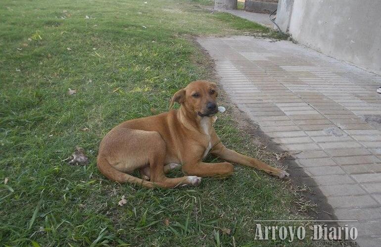 Imagen de Pedido especial: cachorrito busca un nuevo hogar