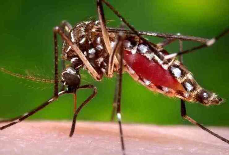 Imagen de Tres nuevos casos de dengue