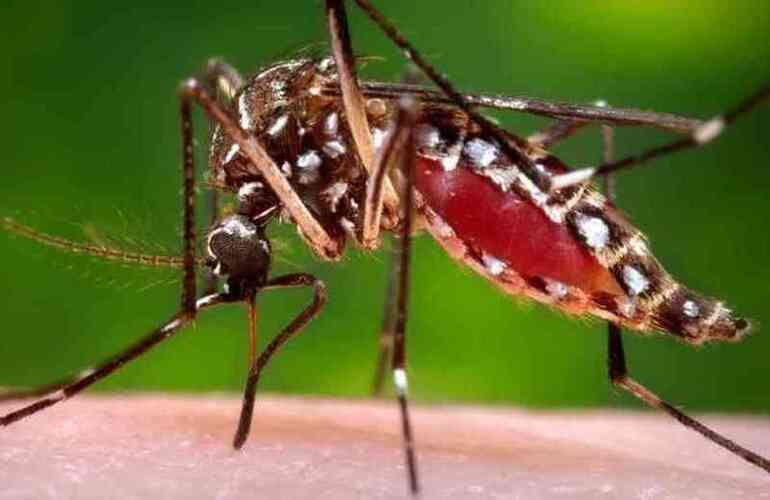 Imagen de Tres nuevos casos de dengue