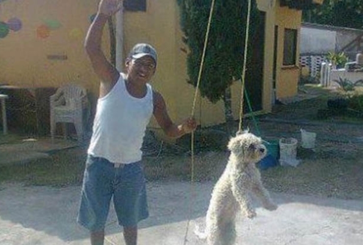 El perrito indefenso al momento de ser colgado por el sujeto.