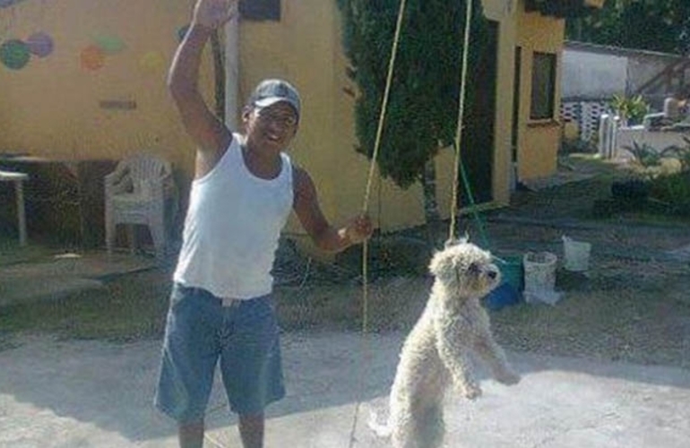 El perrito indefenso al momento de ser colgado por el sujeto.