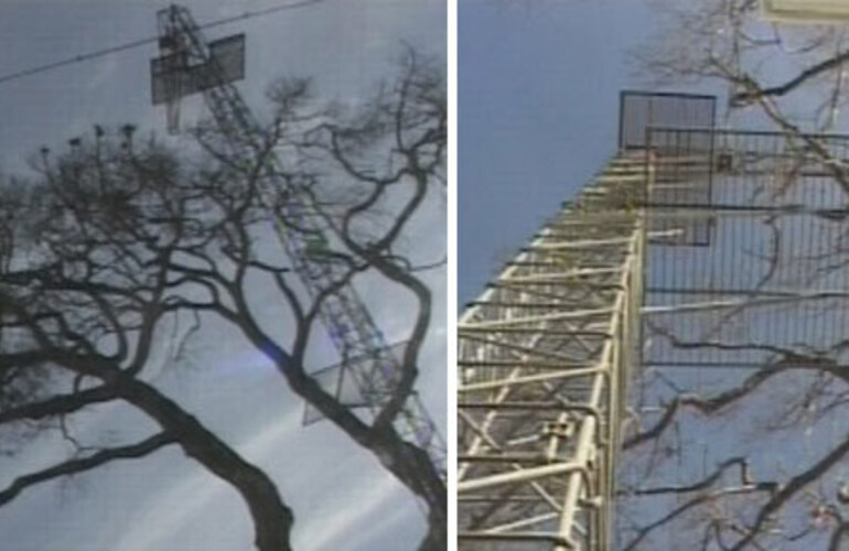 El ejemplar declarado "Arb&oacute;l Hist&oacute;rico" nacional muri&oacute; tras 220 a&ntilde;os de vida. (El Tres)