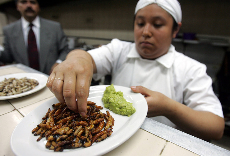 Imagen de La ONU instó a luchar contra el hambre con insectos como alimento