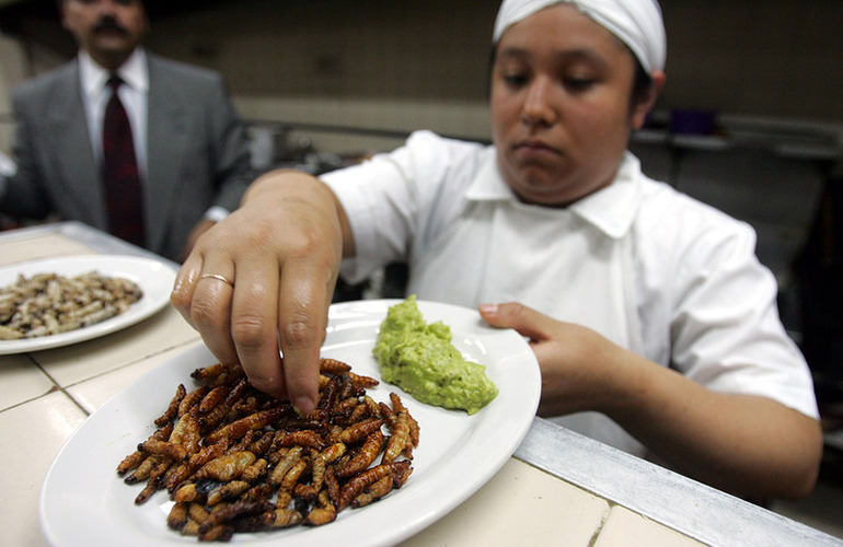 Imagen de La ONU instó a luchar contra el hambre con insectos como alimento