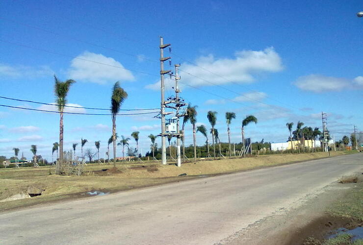 Imagen de Exigen reubicación de palmeras plantadas en zona de riesgo eléctrico
