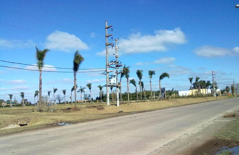 Imagen de Exigen reubicación de palmeras plantadas en zona de riesgo eléctrico