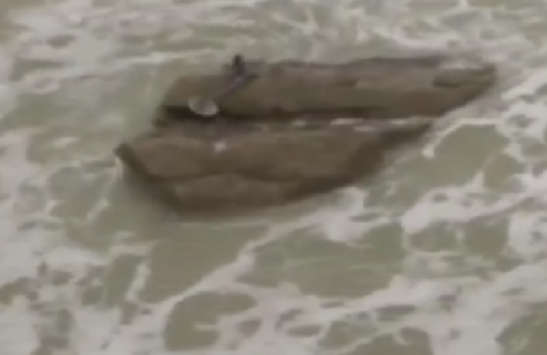 Imagen de El video de la sirena que es furor en la web