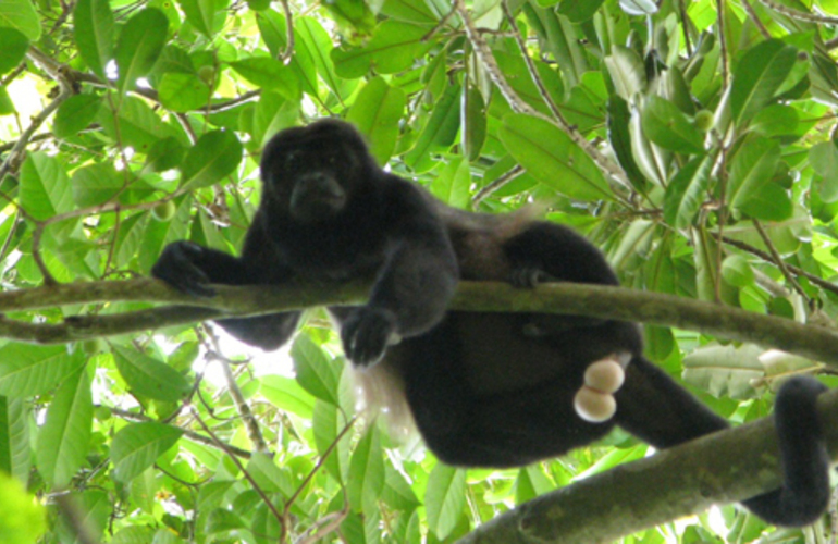 Un mono aúllador en el Parque Nacional de Corcovado (Costa Rica). | Pablo Herreros