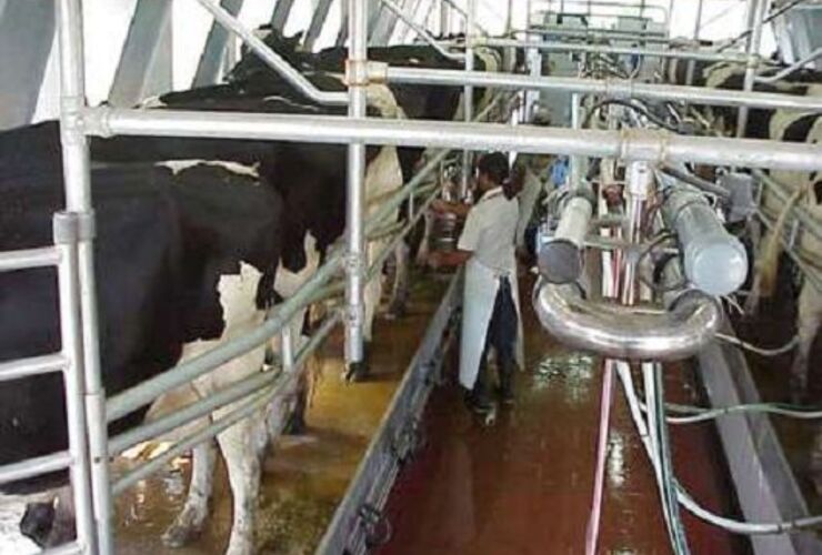 Imagen de Tamberos celebran el Día mundial de la leche
