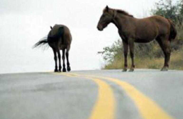 La tragedia en la ruta 34 se originó por la presencia de animales sueltos