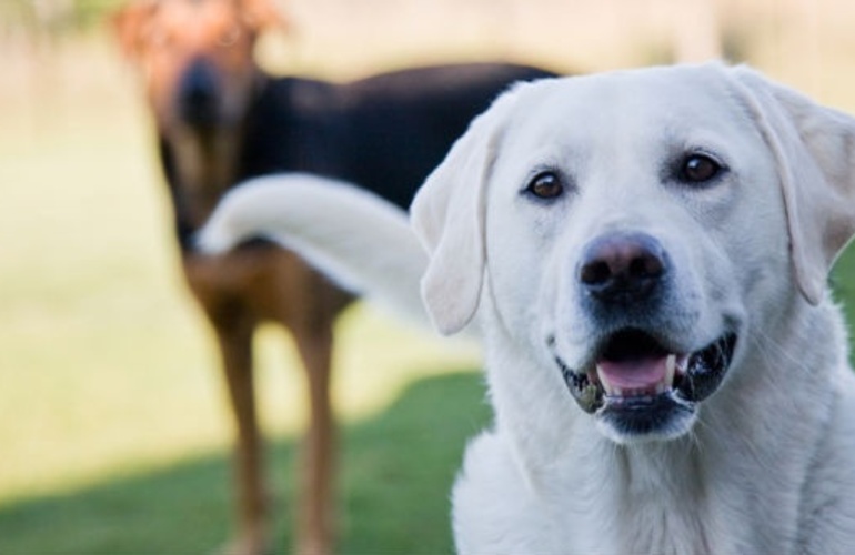 Imagen de C&aacute;ncer de ovarios: utilizan perrros para la detecci&oacute;n