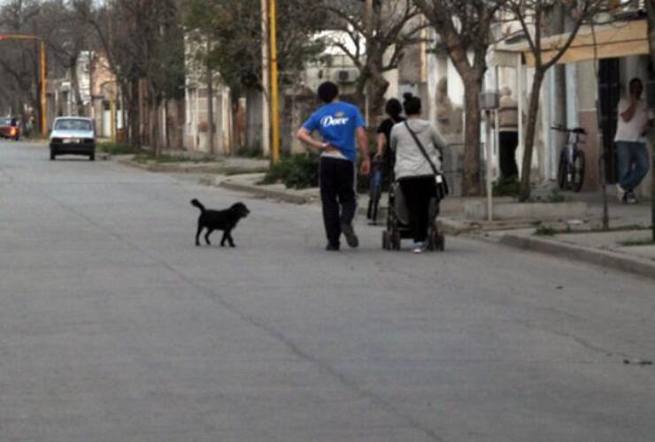 Imagen de Mortandad de más de 20 perros y gatos en Sastre