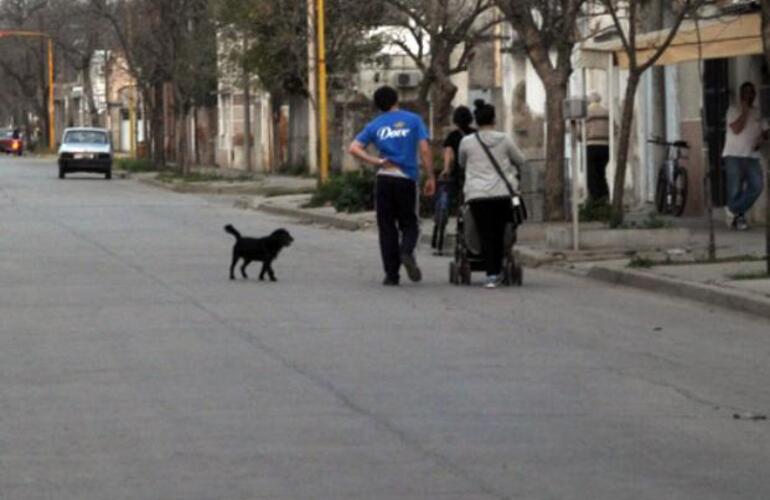 Imagen de Mortandad de más de 20 perros y gatos en Sastre