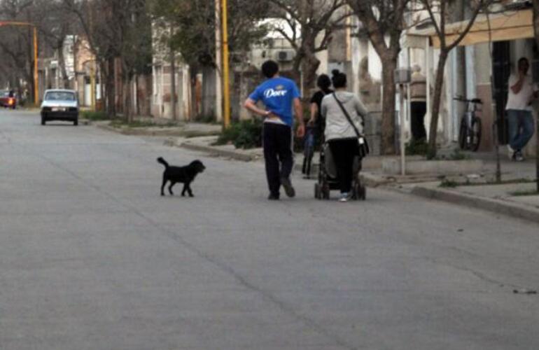 Imagen de Mortandad de m&aacute;s de 20 perros y gatos en Sastre