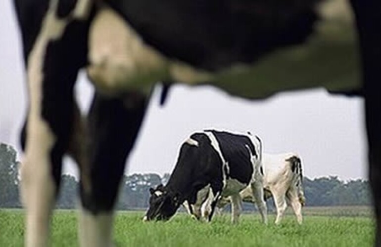 Imagen de La provincia declar&oacute; la emergencia agropecuaria