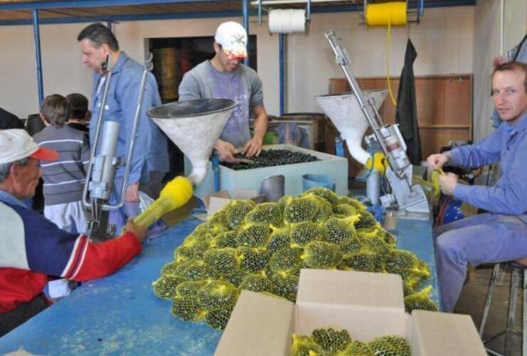 Los operarios envasan las bolitas en la planta de Tinka, una fábrica que tiene mucho para contar