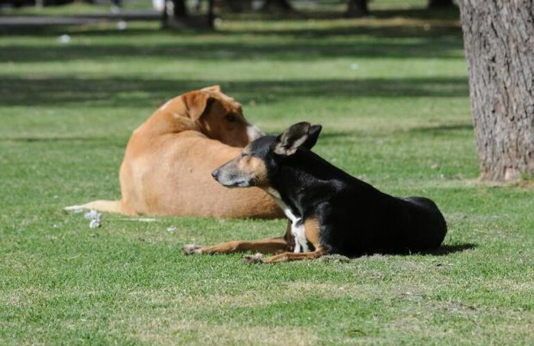 Imagen de Termin&oacute; preso en Ricardone por matar de un escopetazo a la perra de una vecina