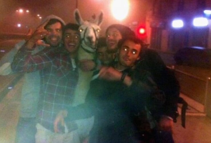 Imagen de Se roban una llama de un circo, se van de fiesta y son furor en Internet