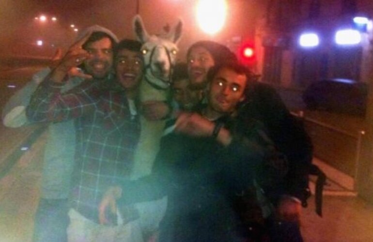 Imagen de Se roban una llama de un circo, se van de fiesta y son furor en Internet