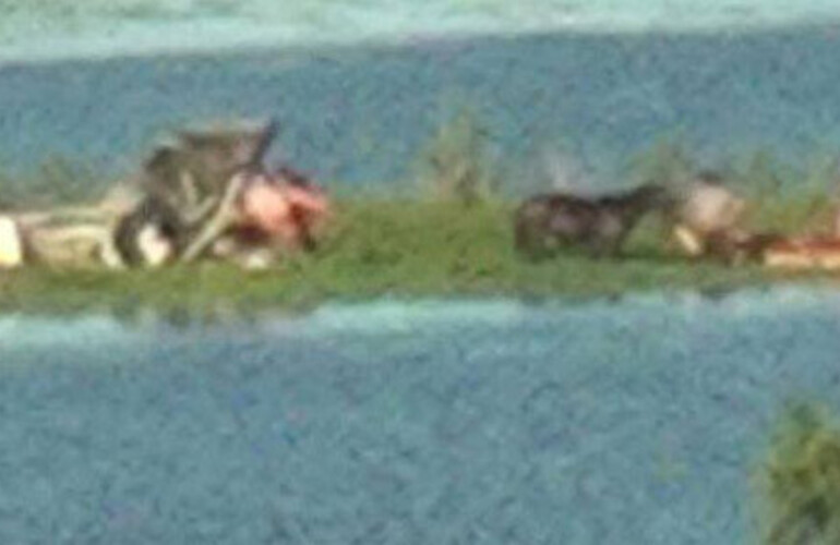 La imagen de c&oacute;mo qued&oacute; la avioneta. Foto: Mar&iacute;a Ang&eacute;lica Garc&iacute;a para Rosario 3