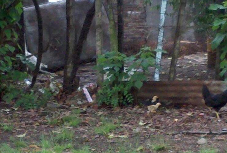 Un grupo de vecinos fue ganando terreno sobre el patio de la escuela e instalaron un gallinero.