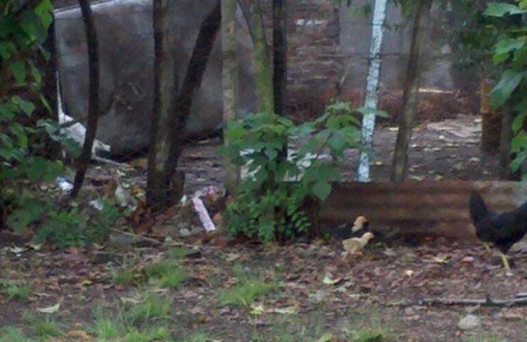 Un grupo de vecinos fue ganando terreno sobre el patio de la escuela e instalaron un gallinero.