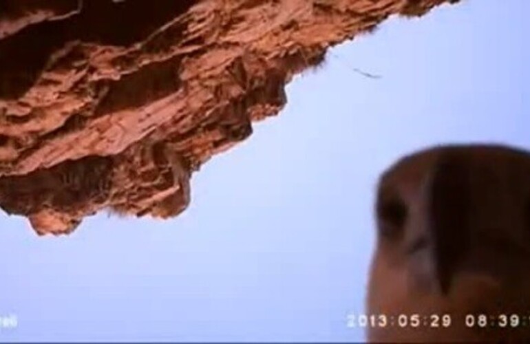 Imagen de Un p&aacute;jaro "rob&oacute;" una c&aacute;mara y captur&oacute; particulares im&aacute;genes