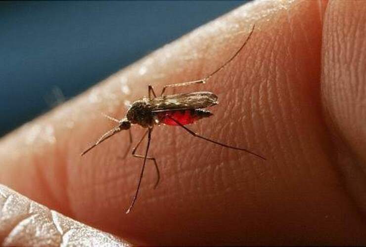Imagen de Una pregunta que seguro te hiciste: ¿Por qué los mosquitos pican más a algunas personas que a otras?